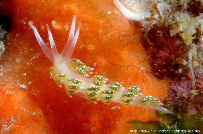 golozhabernye-mollyuski-krasivye-obitateli-podvodnogo-mira00003 (700x465, 278Kb)