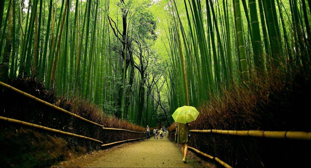 Бамбуковый лес Сагано, Киото, Япония