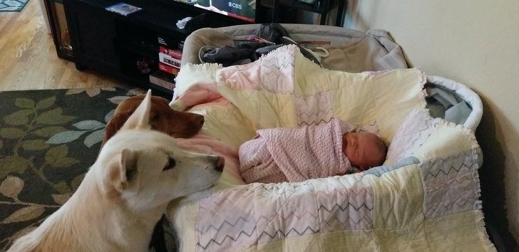 Питомцы, которые отдадут всё, лишь бы быть рядом с хозяином Питомцы, которые отдадут всё, лишь бы быть рядом с хозяином