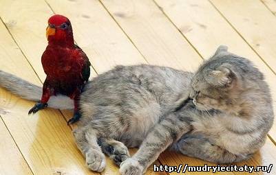 У знакомых в семье дома живут говорящий попугай Кеша и неговорящая кошка Ксюша