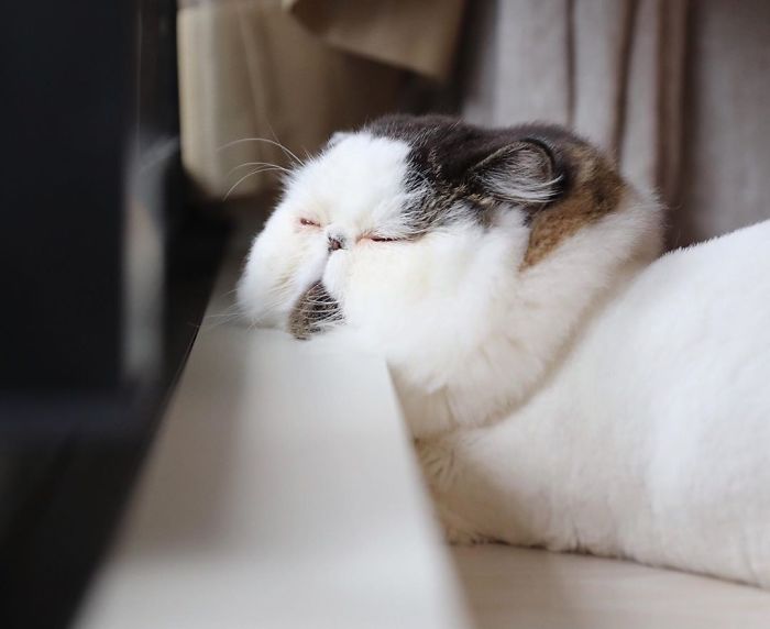 8 милых фото кота Зуу, который похож на недовольный шарик