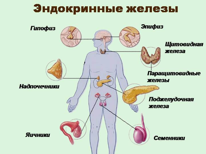 Синдром хронической усталости. Как гормоны от нас устают Синдром хронической усталости. Как гормоны от нас устают