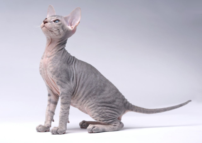 Русский петерболд. \ Фото: petsfusion.com. Русский петерболд. \ Фото: petsfusion.com.