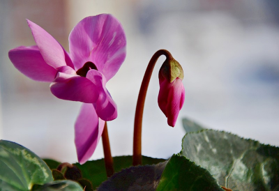 �������� ����