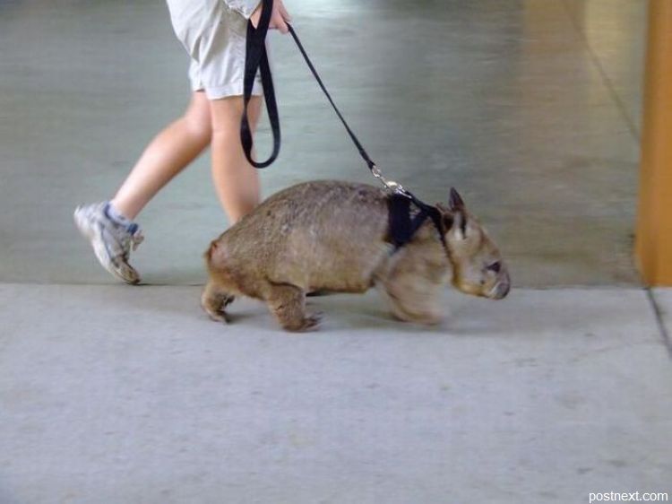 Это возможно только в Австралии