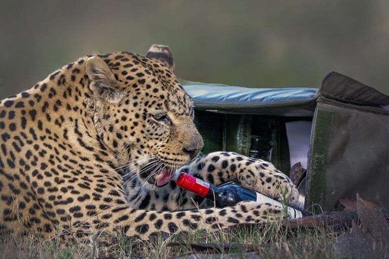Наливай! Фотограф сделал уникальные фото леопарда, который кажется готов выпить