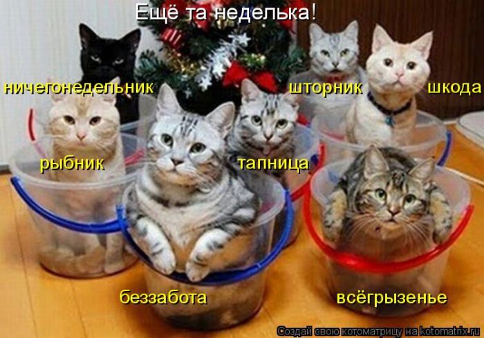 Лучшие котоматрицы недели (50 фото)