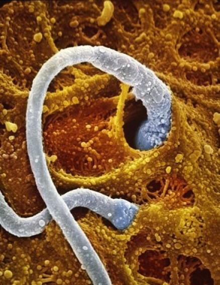 ���������� ������: ����� �������� - ������������ �� �������� ����.