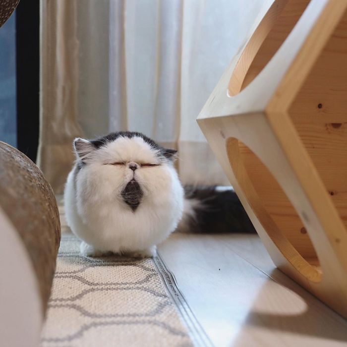 8 милых фото кота Зуу, который похож на недовольный шарик