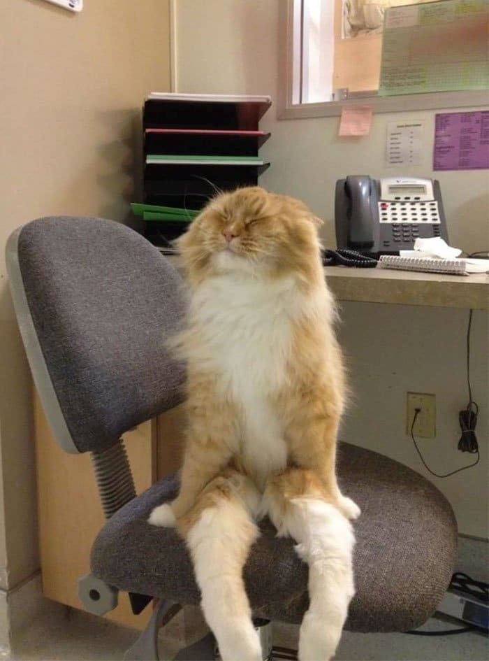 Коты, застигнутые врасплох Коты, застигнутые врасплох
