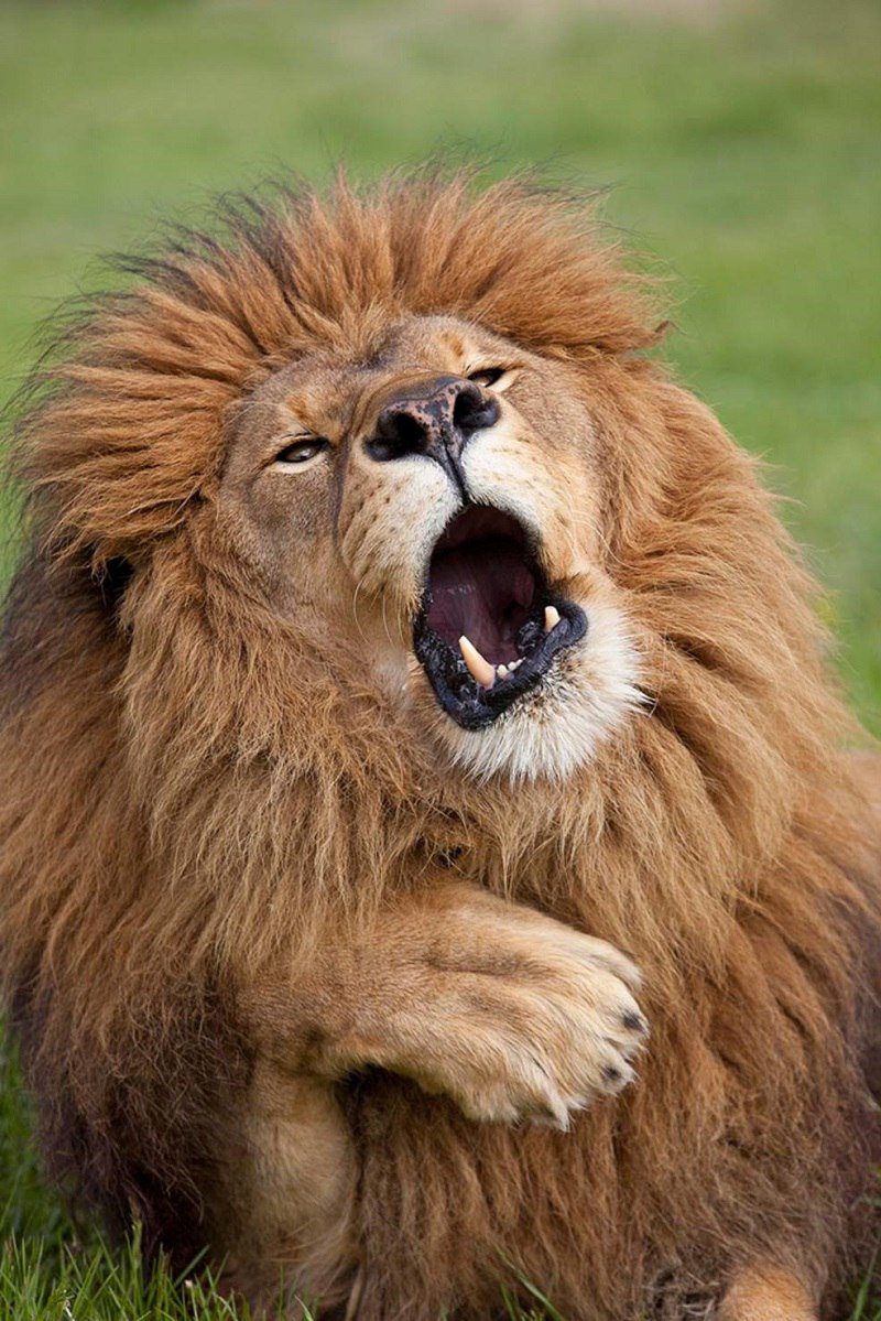 14 самых смешных снимков животных на конкурсе Comedy Wildlife Photography Awards 2017 14 самых смешных снимков животных на конкурсе Comedy Wildlife Photography Awards 2017