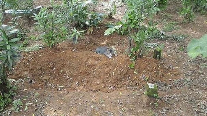 Котик каждый день приходил к хозяину на могилу. Это трогает до слез