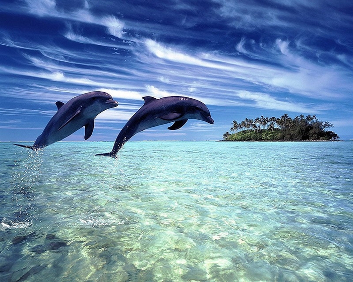 dolphins20 (700x560, 354Kb)