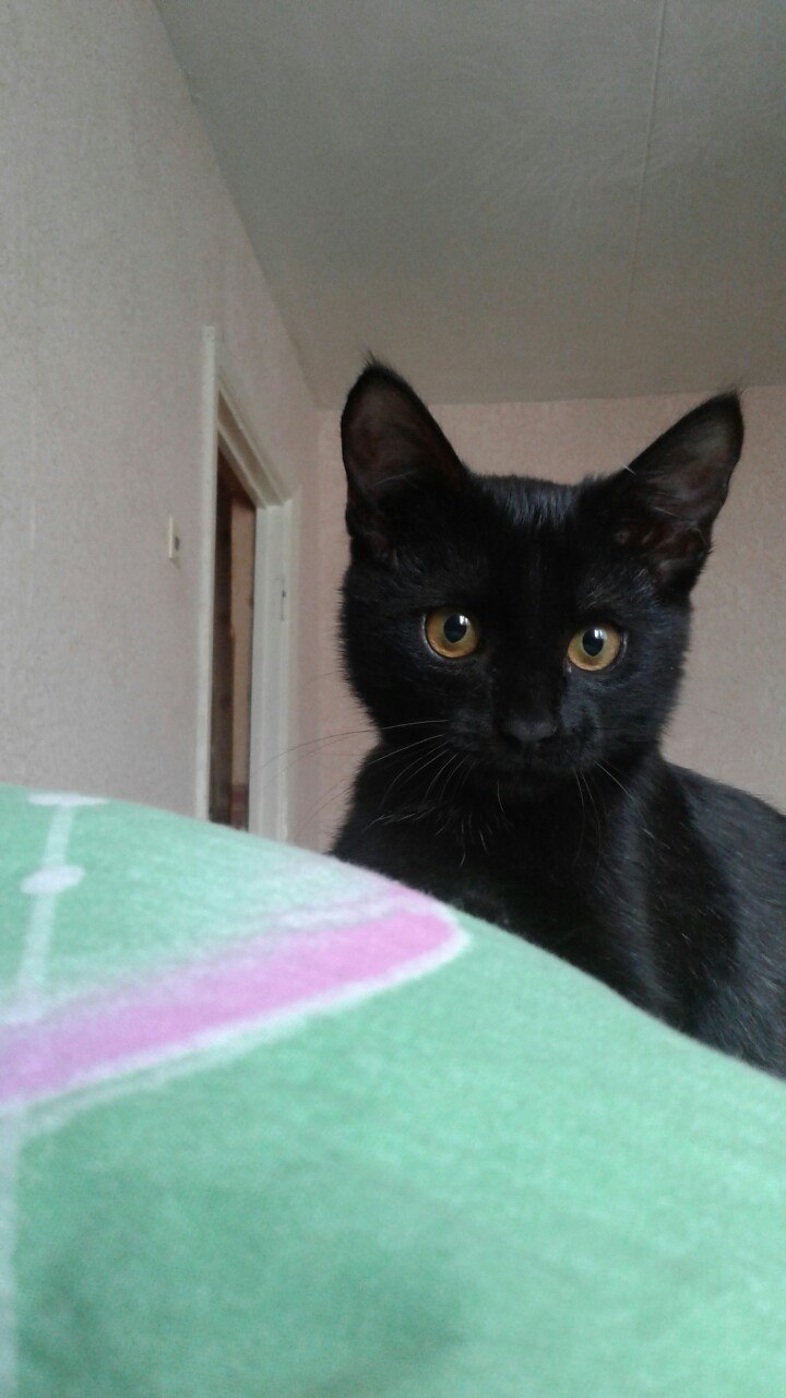 Подобрала на улице избитого котенка... Подобрала на улице избитого котенка...