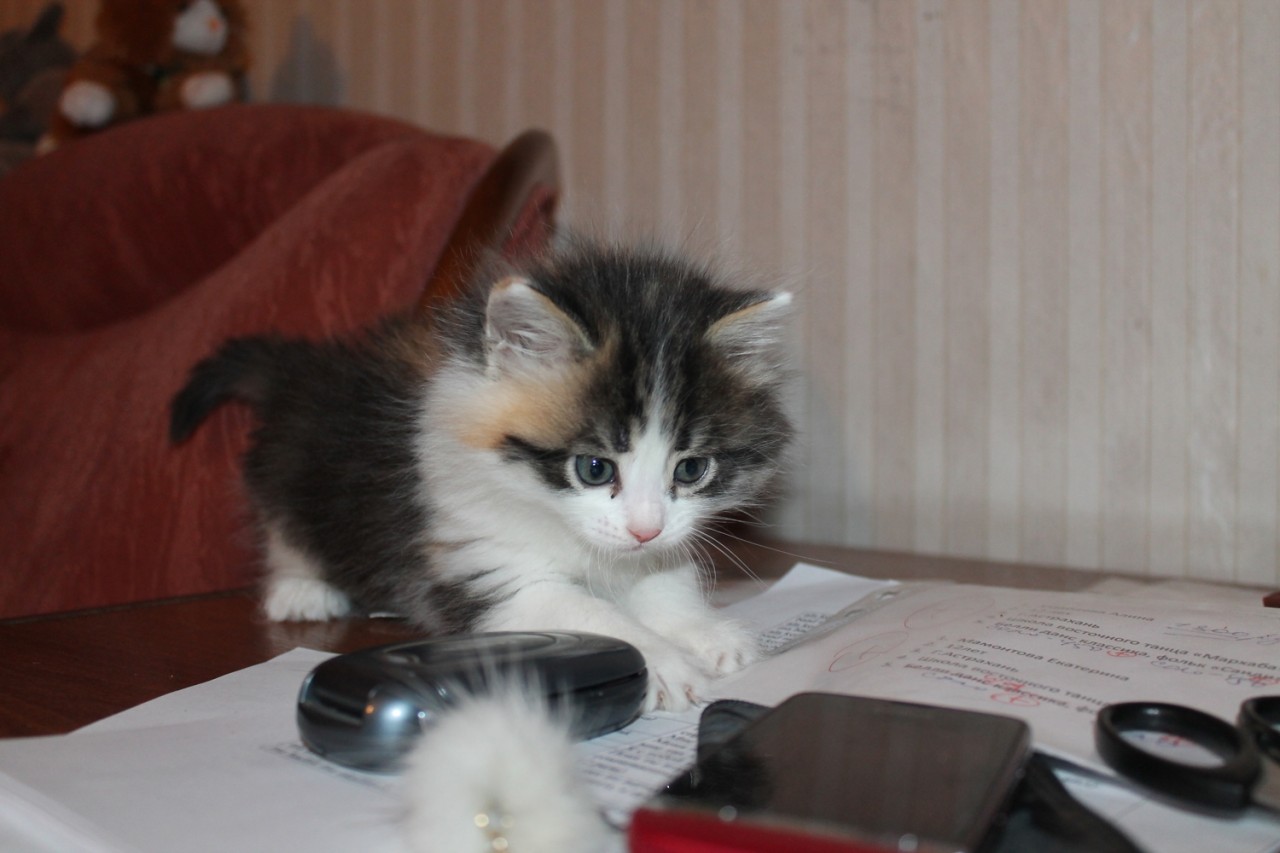Как выглядит беспородный кот Беспородные коты, кошки и котята