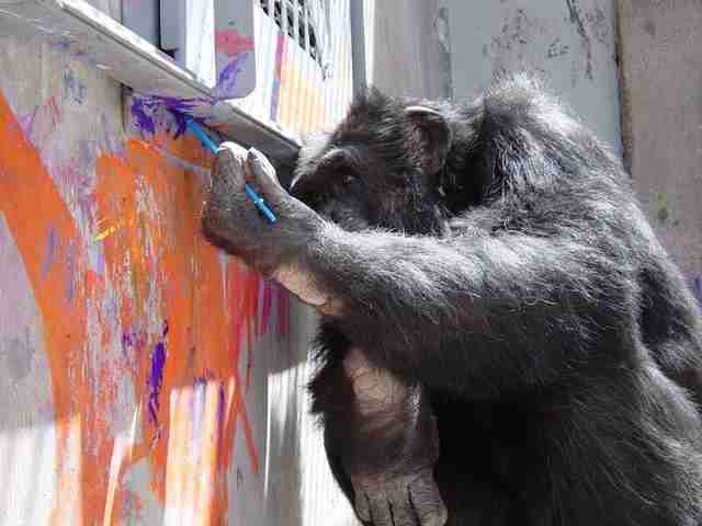 rescue chimp painting sanctuary cheetah