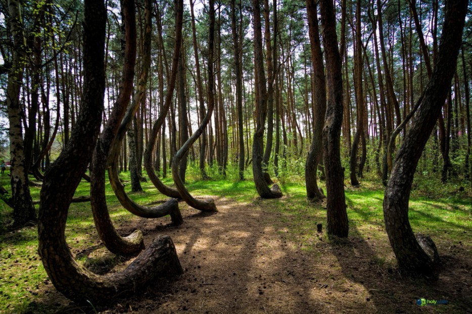 Леса с другой планеты! forests03 Леса с другой планеты!