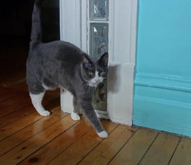 Кошка возле двери Кошка в доме