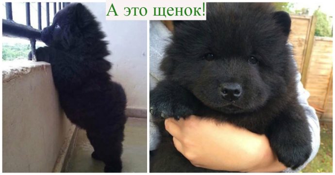 Собака-оборотень?! Китайцы купили щенка мастифа, а потом не поняли, что с ним произошло… Собака-оборотень?! Китайцы купили щенка мастифа, а потом не поняли, что с ним произошло…