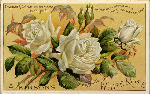 whiterose (500x314, 75Kb)