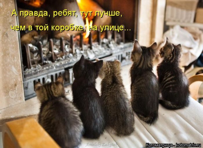 Лучшие котоматрицы недели