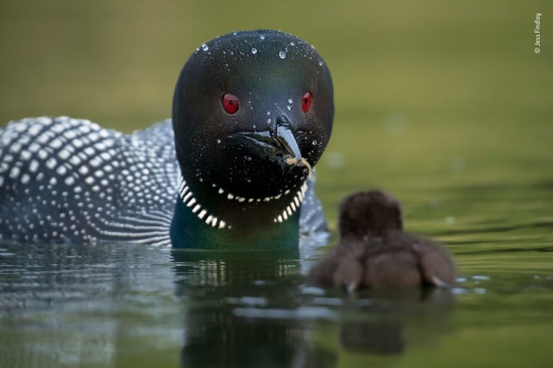 "Стол заказов" - Джесс Финдли, Канада, категория "Поведение птиц" Wildlife Photographer of the Year, дикая природа, животные, красота, снимки-победители, фото, фотография, фотоконкурс