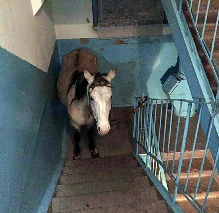 «Белый конь стоит, а принца нет!» «Белый конь стоит, а принца нет!»
