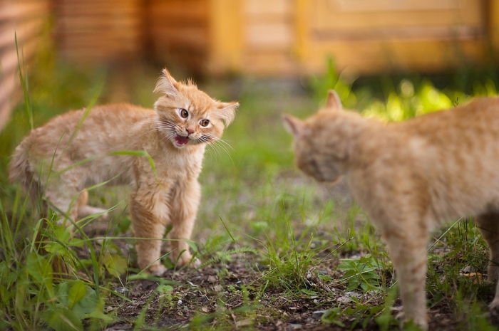 Кот ведет себя неадекватно. |Фото: yaplakal.com.