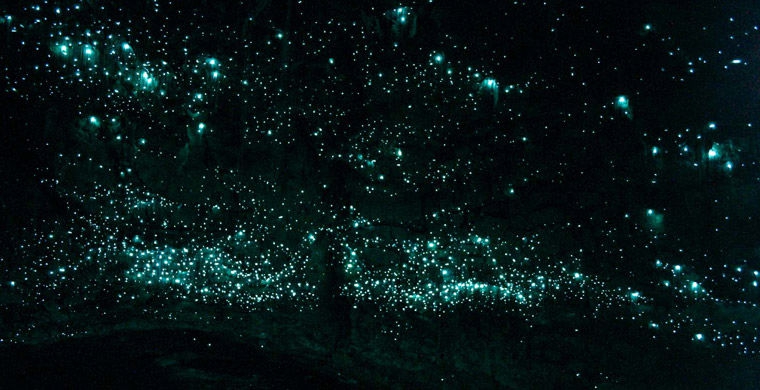 Личинки комаров биолюминесценция, животные, насекомые, свет, свечение