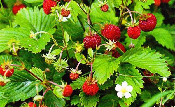 полное название этого вида — земляника лесная (Fragaria vesca) земляника лесная