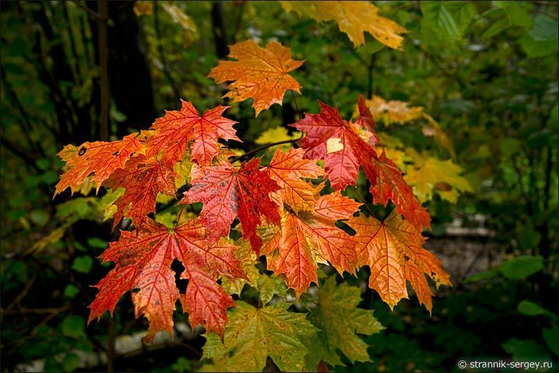 ��������� �����