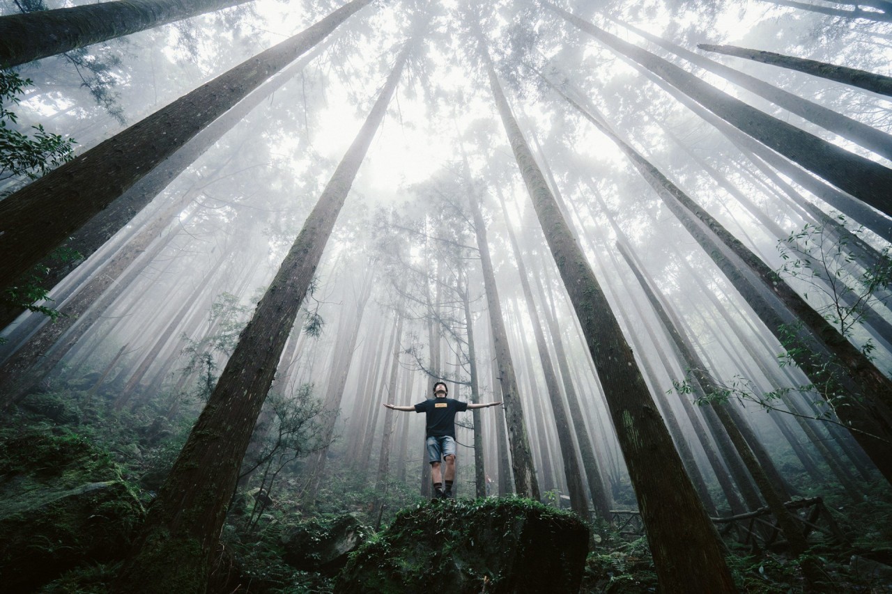 Лесная сказка, Тайвань. Фотограф - Ланце Хаунг Sony World Photography, Sony World Photography Awards 2018, лауреаты, лучшие фото, лучшие фотографии, победители, победители конкурса, фотоконкурс