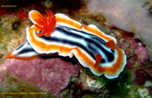 Морские красавцы морские слизни, голожаберные моллюски, морские обитатели, Природа, без рейтинга, длиннопост