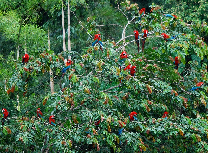 Amazonas30 Amazonas30 Большое фотопутешествие по лесам Амазонки