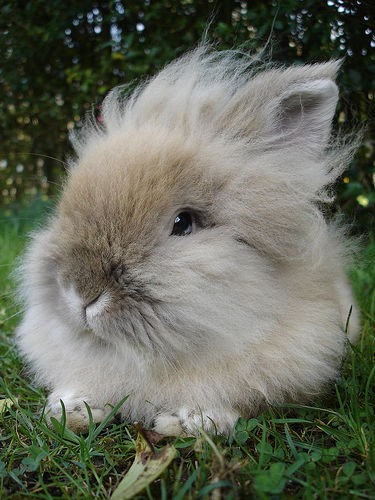 Крольчата (18 фото)