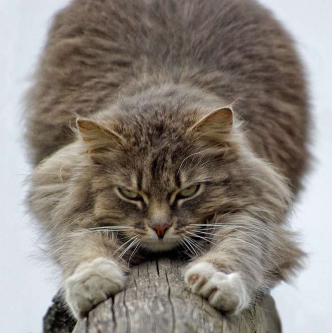 котик царапается кот царапает поверхность