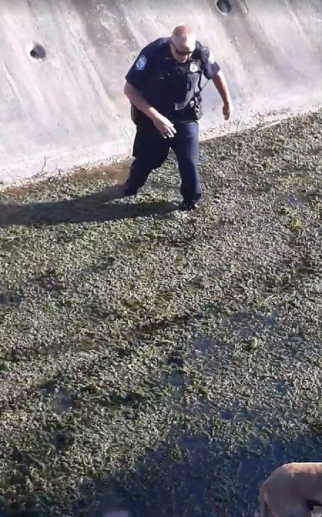 Полицейский в канаве Сидя во дворе, женщина внезапно заметила возню возле канавы. Через миг она поняла, что в грязной жиже увязла собака