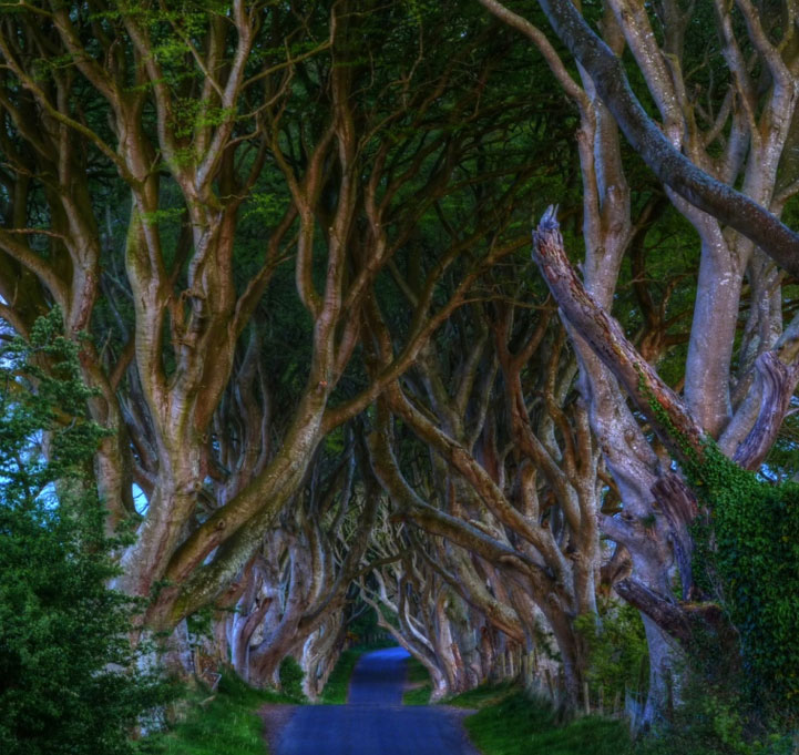 Mysterious trees in Ireland - 5