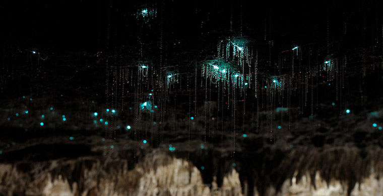 Магия живого света биолюминесценция, животные, насекомые, свет, свечение