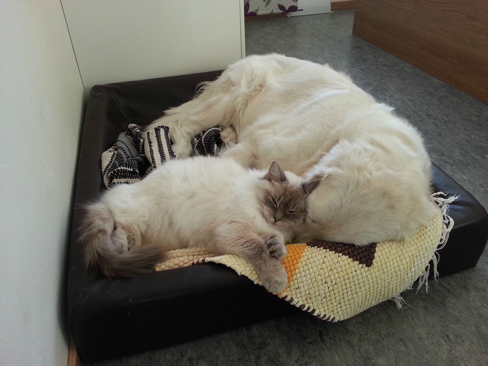 20 котов, которые по уши втрескались в собак 20 котов, которые по уши втрескались в собак