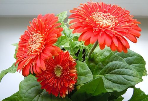 ��������� �������� ��������� �������������� ������� �������� � ��������� ������ ����������