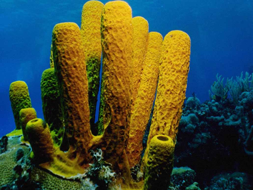 Кораллы фильтраторы