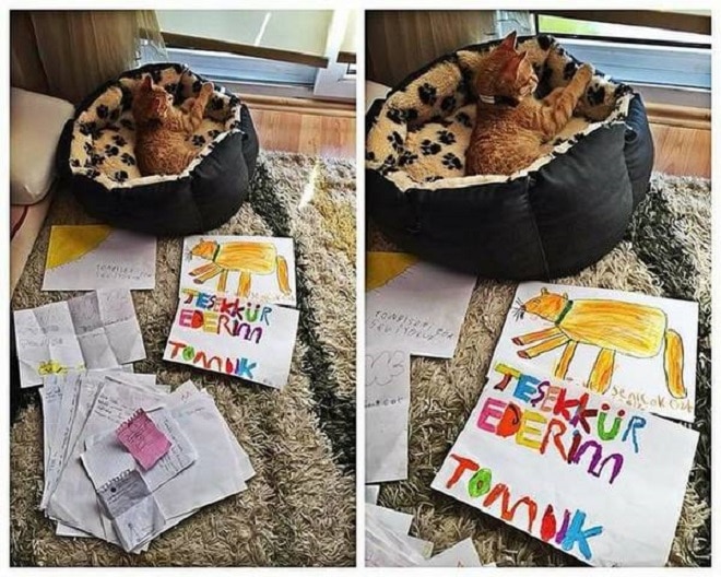 Кот и письма учеников Кот в кроватке