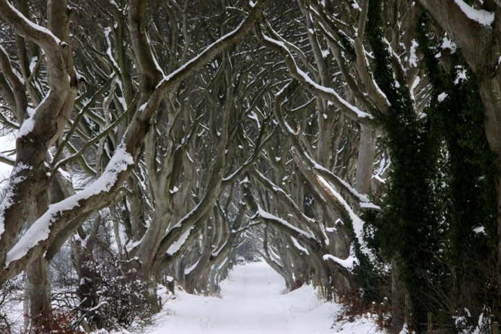 Mysterious trees in Ireland - 8