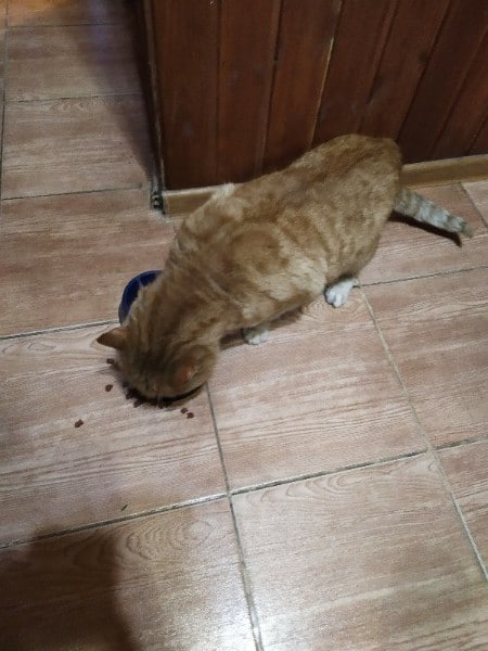 помощь коту кот кушает