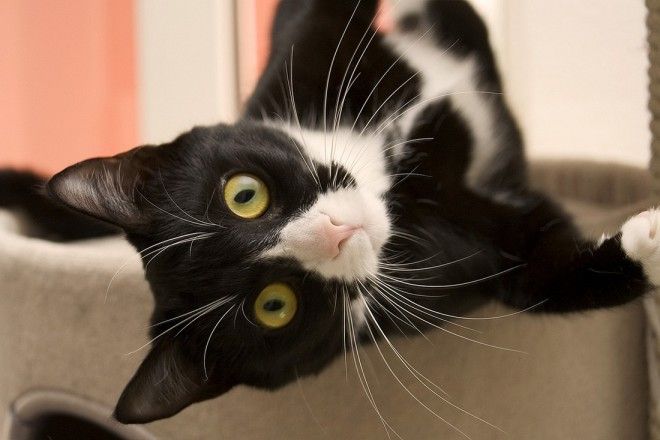 КОТЭ-ФАКТЫ. О ТОМ, ЧЕГО ВЫ НЕ ЗНАЛИ ОБ УСАТЫХ ЛЮБИМЦАХ! КОТЭ-ФАКТЫ. О ТОМ, ЧЕГО ВЫ НЕ ЗНАЛИ ОБ УСАТЫХ ЛЮБИМЦАХ!