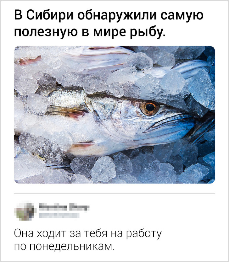 17 точных комментариев от пользователей с развитым чувством юмора 17 точных комментариев от пользователей с развитым чувством юмора