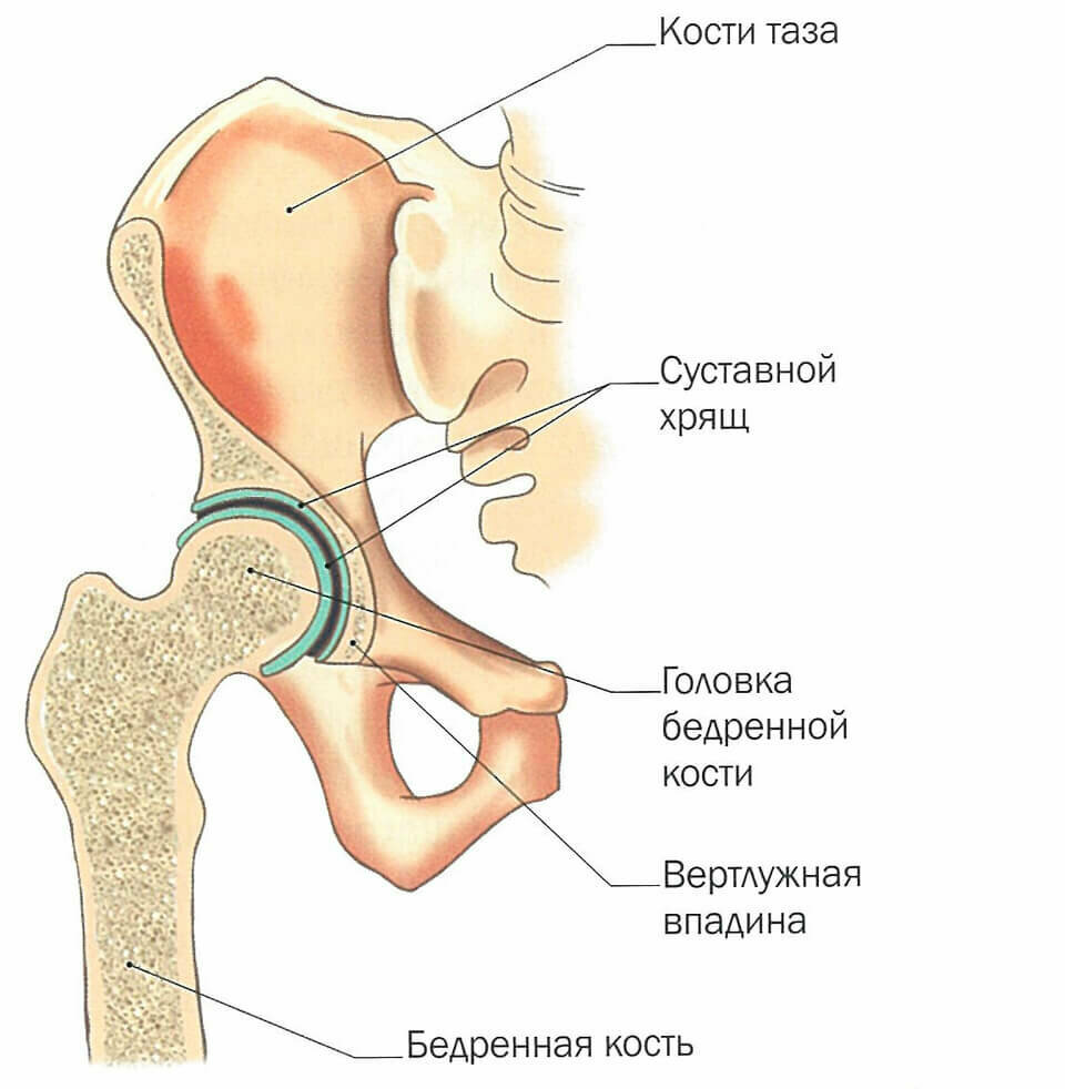 Анатомия вертлужной впадины тазобедренного сустава