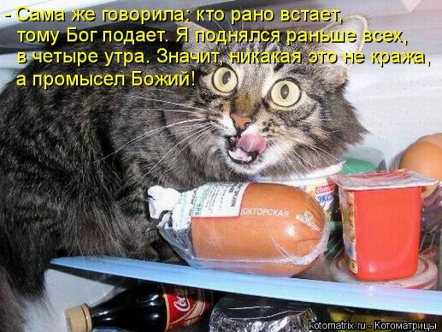 Лучшие котоматрицы за прошедшую неделю)) Лучшие котоматрицы за прошедшую неделю))