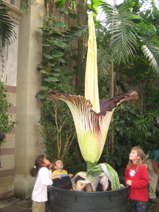 Аморфофаллус Титаниум (Amorphophallus Titanium)